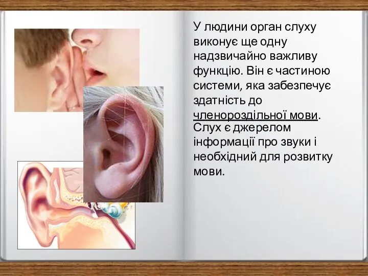 У людини орган слуху виконує ще одну надзвичайно важливу функцію. Він