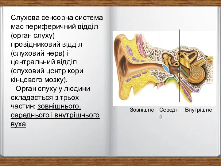 Слухова сенсорна система має периферичний відділ (орган слуху) провідниковий відділ (слуховий