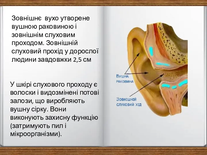 Зовнішнє вухо утворене вушною раковиною і зовнішнім слуховим проходом. Зовнішній слуховий