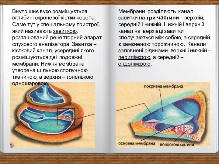 Внутрішнє вухо розміщується вглибині скроневої кістки черепа. Саме тут у спеціальному