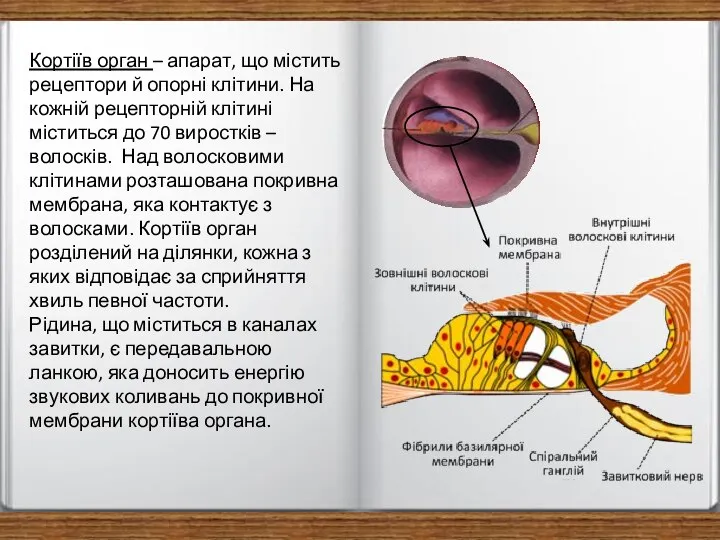 Кортіїв орган – апарат, що містить рецептори й опорні клітини. На