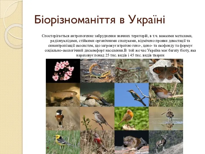 Біорізноманіття в Україні Спостерігається антропогенне забруднення значних територій, в т.ч. важкими