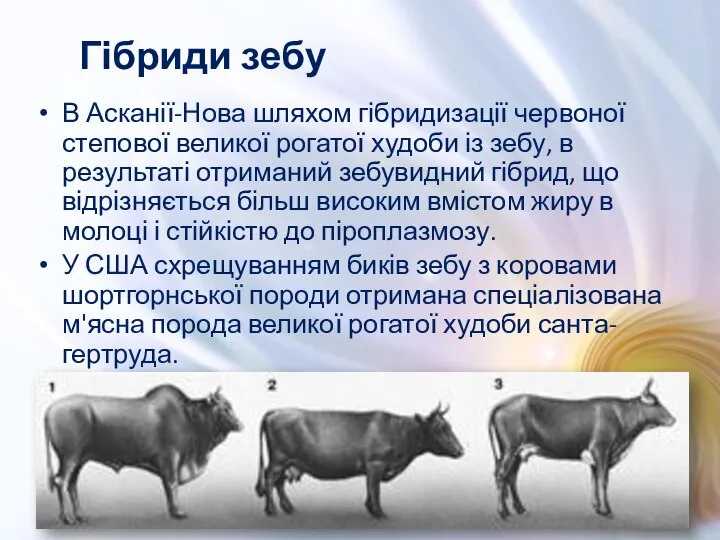 В Асканії-Нова шляхом гібридизації червоної степової великої рогатої худоби із зебу,