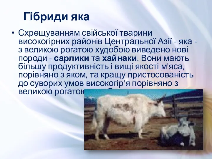 Схрещуванням свійської тварини високогірних районів Центральної Азії - яка - з