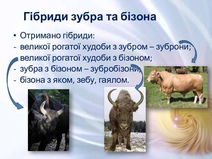 Отримано гібриди: великої рогатої худоби з зубром – зуброни; великої рогатої