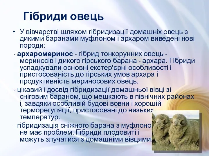 У вівчарстві шляхом гібридизації домашніх овець з дикими баранами муфлоном і