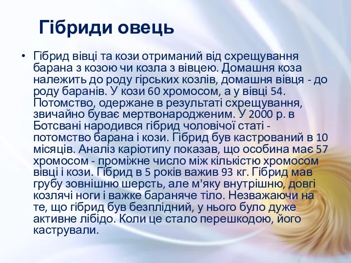 Гібрид вівці та кози отриманий від схрещування барана з козою чи