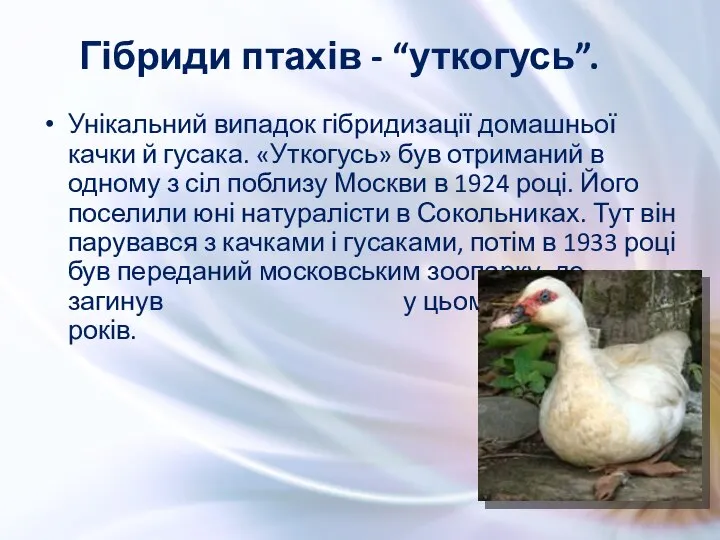 Унікальний випадок гібридизації домашньої качки й гусака. «Уткогусь» був отриманий в