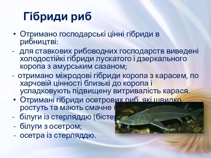 Отримано господарські цінні гібриди в рибництві: - для ставкових рибоводних господарств