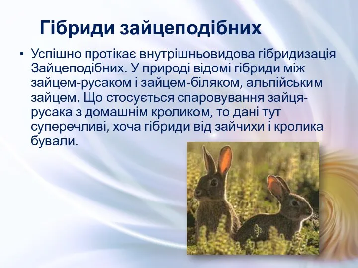 Успішно протікає внутрішньовидова гібридизація Зайцеподібних. У природі відомі гібриди між зайцем-русаком