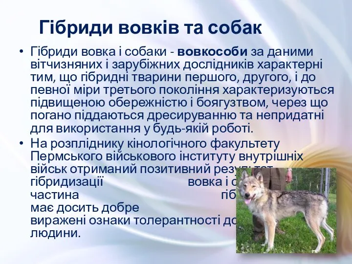 Гібриди вовка і собаки - вовкособи за даними вітчизняних і зарубіжних