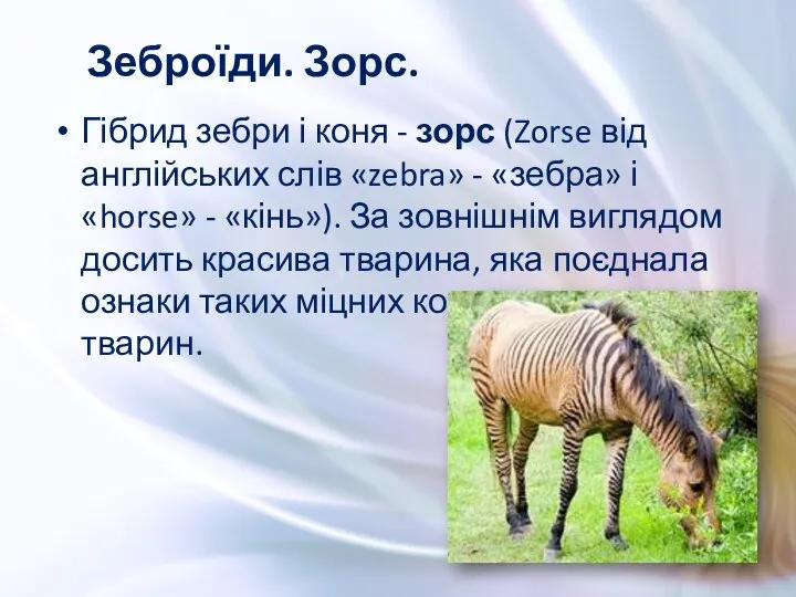 Гібрид зебри і коня - зорс (Zorse від англійських слів «zebra»