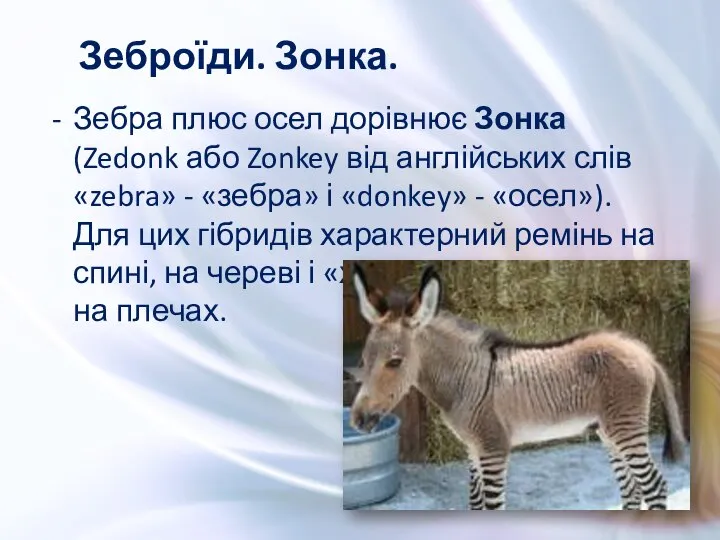 Зебра плюс осел дорівнює Зонка (Zedonk або Zonkey від англійських слів