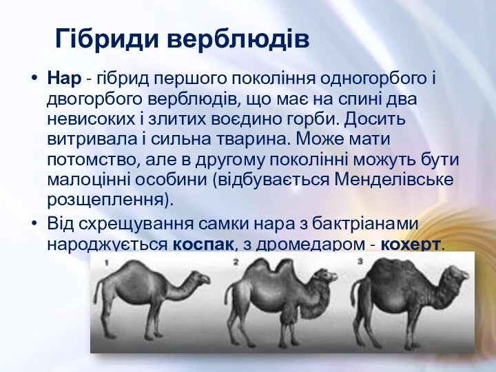 Нар - гібрид першого покоління одногорбого і двогорбого верблюдів, що має