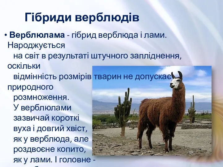 Гібриди верблюдів Верблюлама - гібрид верблюда і лами. Народжується на світ