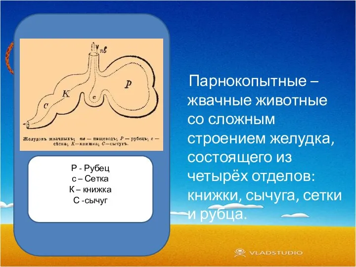 Парнокопытные – жвачные животные со сложным строением желудка, состоящего из четырёх