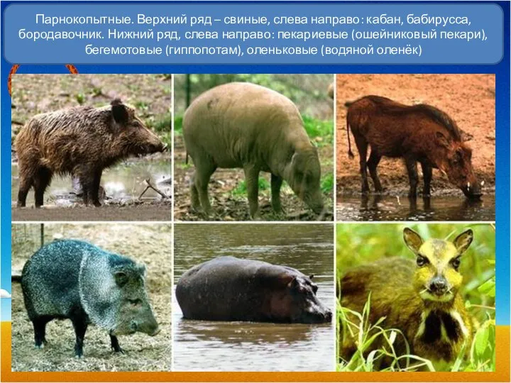 Парнокопытные. Верхний ряд – свиные, слева направо: кабан, бабирусса, бородавочник. Нижний