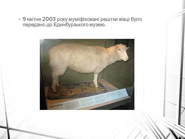 9 квітня 2003 року муміфіковані рештки вівці було передано до Единбурзького музею.