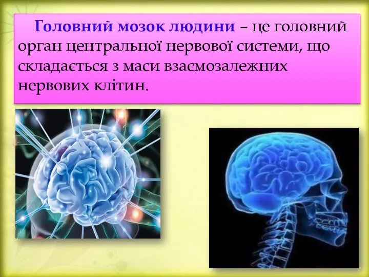 Головний мозок людини – це головний орган центральної нервової системи, що