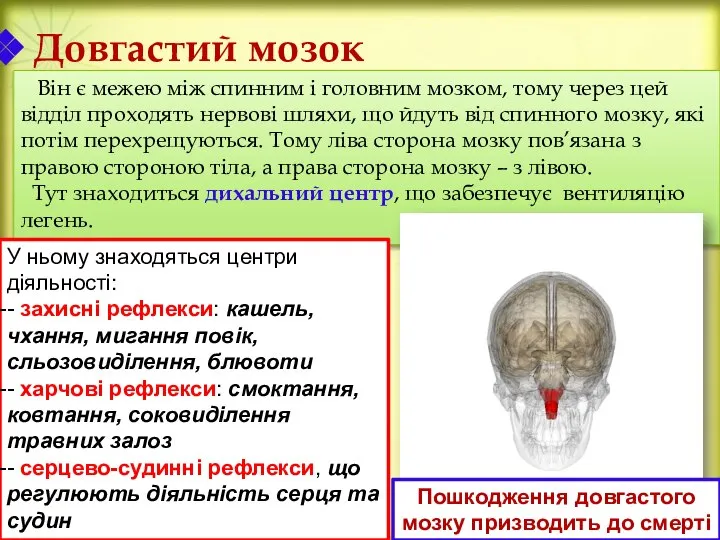 Довгастий мозок Він є межею між спинним і головним мозком, тому