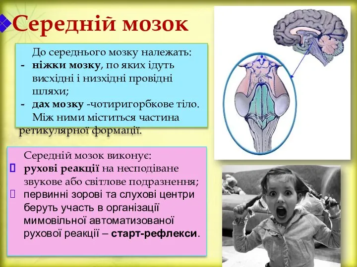 Середній мозок До середнього мозку належать: ніжки мозку, по яких ідуть