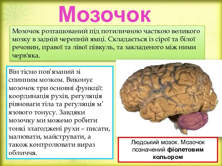 Мозочок Він тісно пов’язаний зі спинним мозком. Виконує мозочок три основні