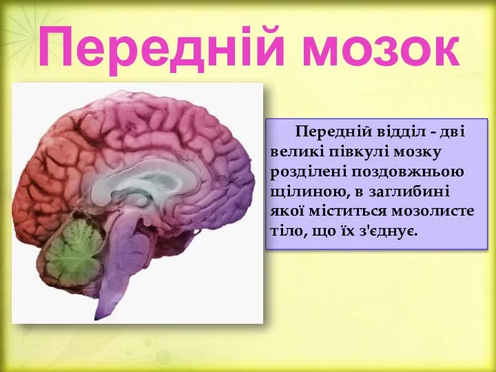 Передній мозок Передній відділ - дві великі півкулі мозку розділені поздовжньою