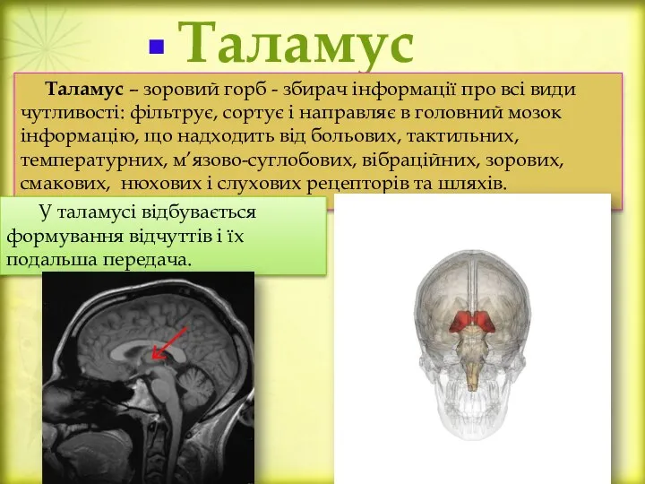 Таламус Таламус – зоровий горб - збирач інформації про всі види