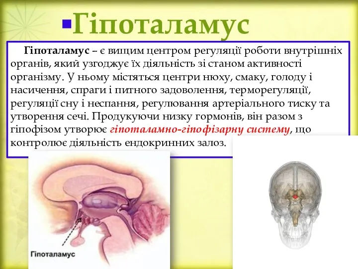 Гіпоталамус Гіпоталамус – є вищим центром регуляції роботи внутрішніх органів, який