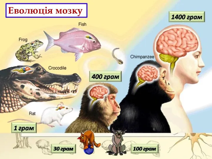 Еволюція мозку