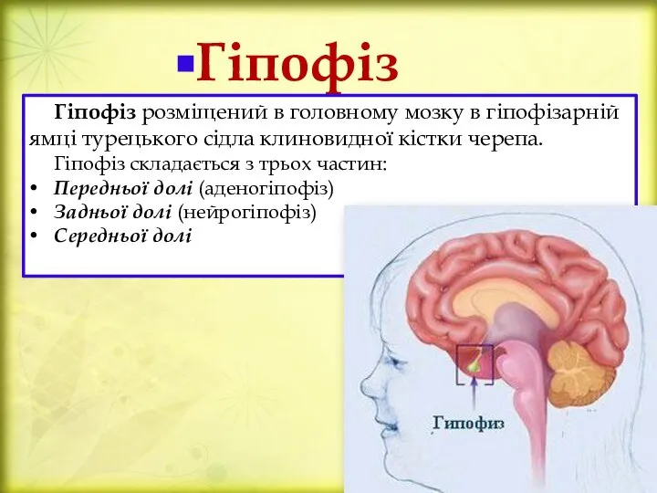 Гіпофіз Гіпофіз розміщений в головному мозку в гіпофізарній ямці турецького сідла