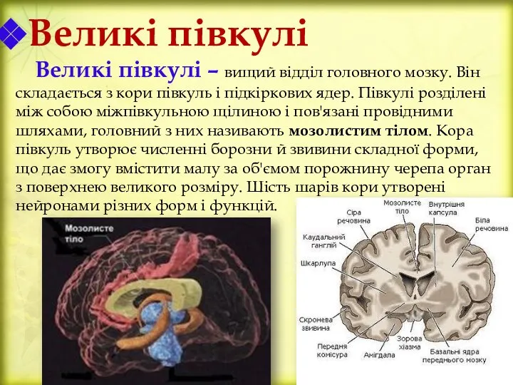 Великі півкулі Великі півкулі – вищий відділ головного мозку. Він складається