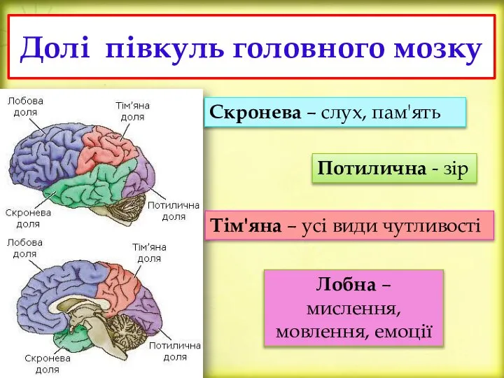 Долі півкуль головного мозку Скронева – слух, пам'ять Потилична - зір