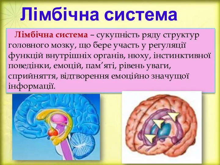 Лімбічна система Лімбічна система – сукупність ряду структур головного мозку, що