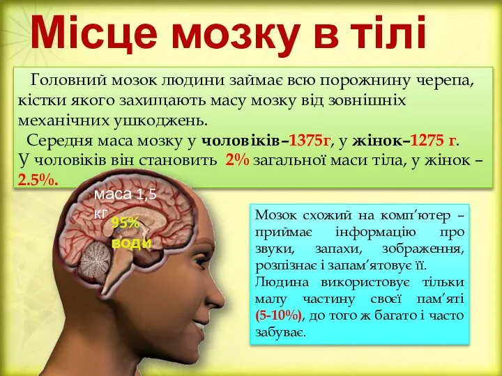 Місце мозку в тілі Головний мозок людини займає всю порожнину черепа,