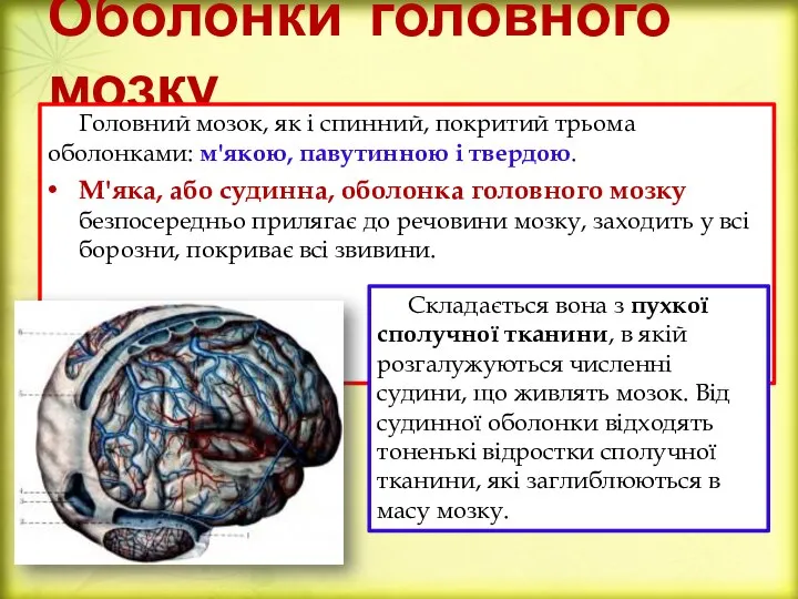 Оболонки головного мозку Головний мозок, як і спинний, покритий трьома оболонками: