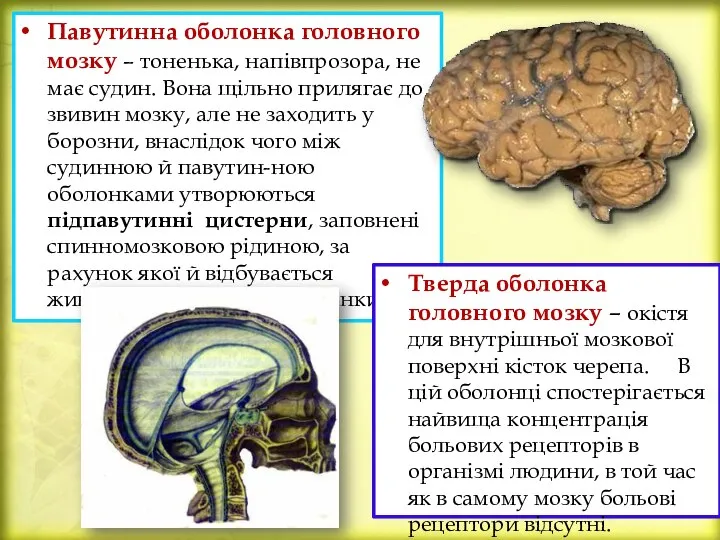 Павутинна оболонка головного мозку – тоненька, напівпрозора, не має судин. Вона