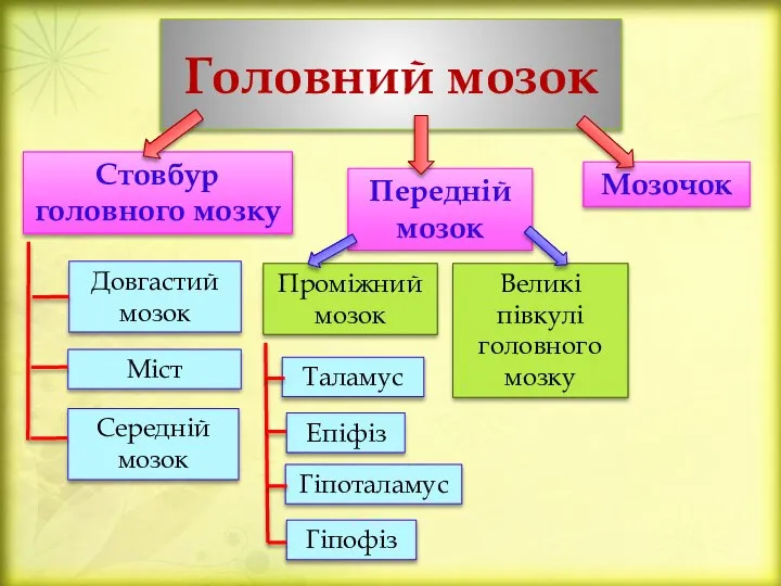 Головний мозок Стовбур головного мозку Довгастий мозок Міст Середній мозок Передній