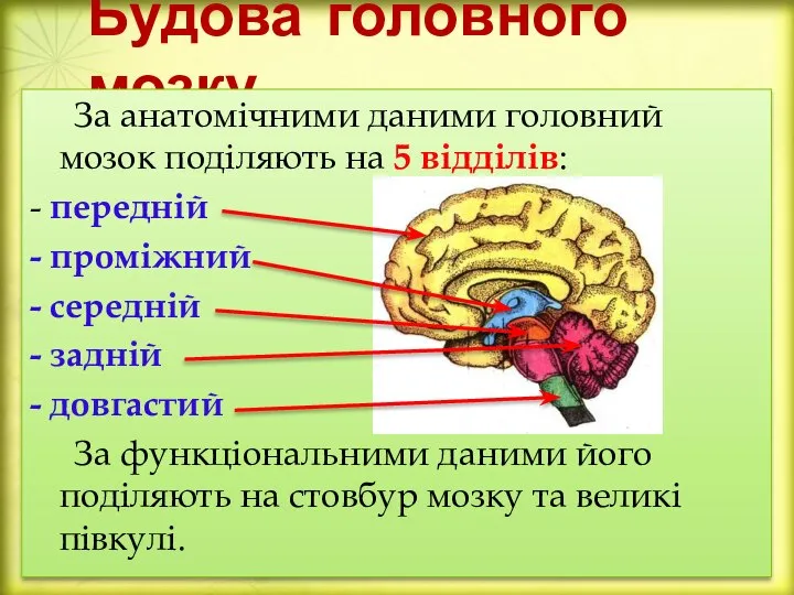 Будова головного мозку За анатомічними даними головний мозок поділяють на 5