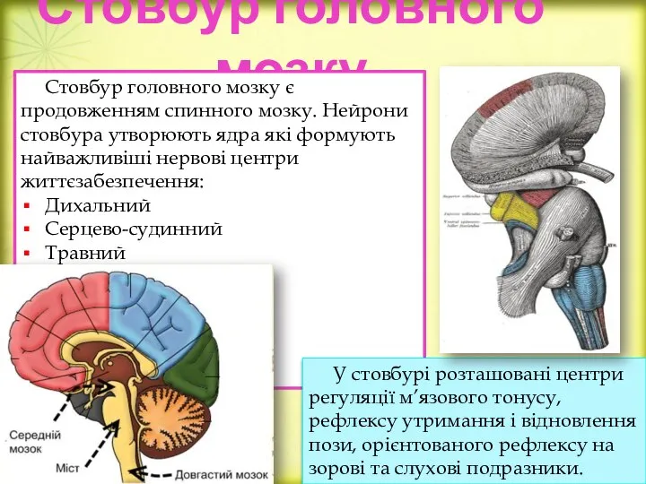 Стовбур головного мозку Стовбур головного мозку є продовженням спинного мозку. Нейрони