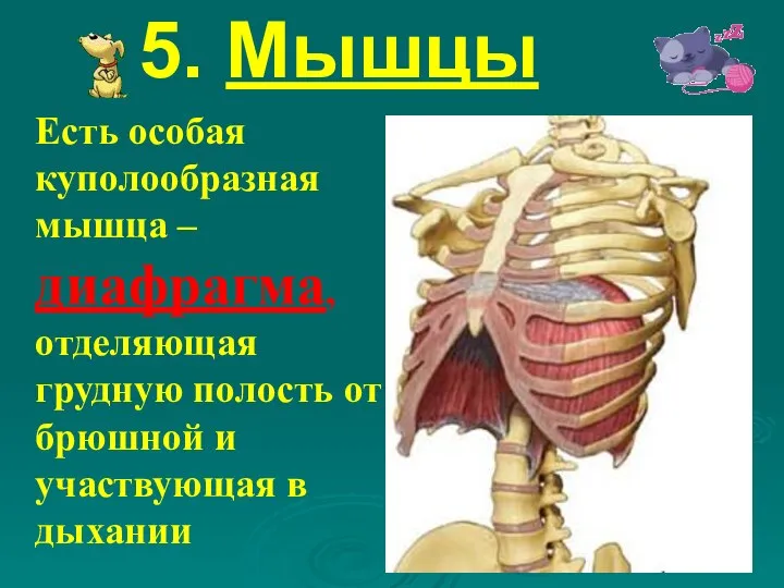 5. Мышцы Есть особая куполообразная мышца – диафрагма, отделяющая грудную полость