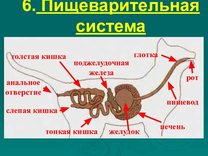 6. Пищеварительная система рот глотка пищевод желудок печень поджелудочная железа тонкая