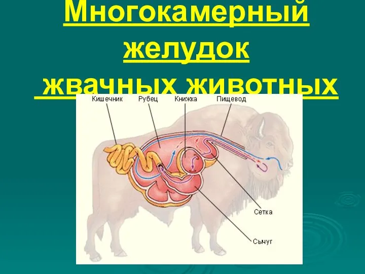 Многокамерный желудок жвачных животных