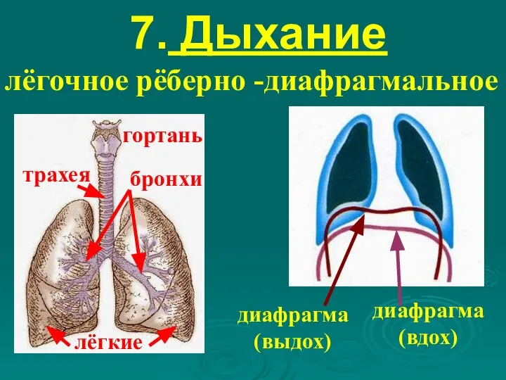 7. Дыхание лёгочное рёберно -диафрагмальное гортань трахея бронхи лёгкие диафрагма (выдох) диафрагма (вдох)