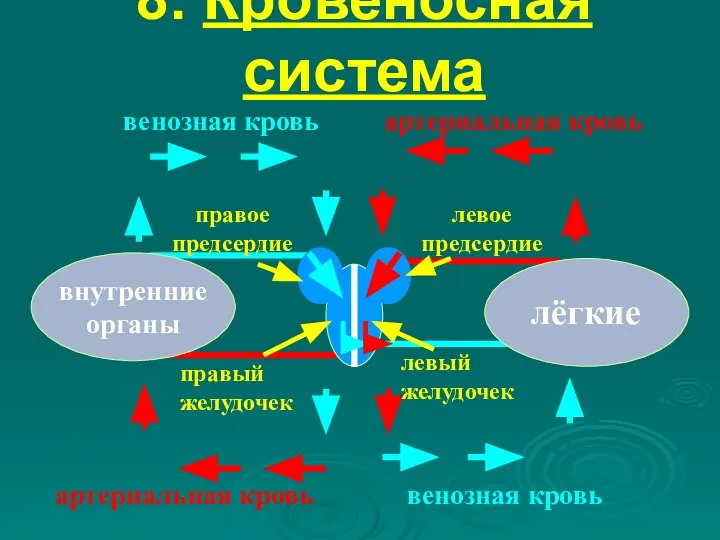 8. Кровеносная система лёгкие внутренние органы правый желудочек правое предсердие левое