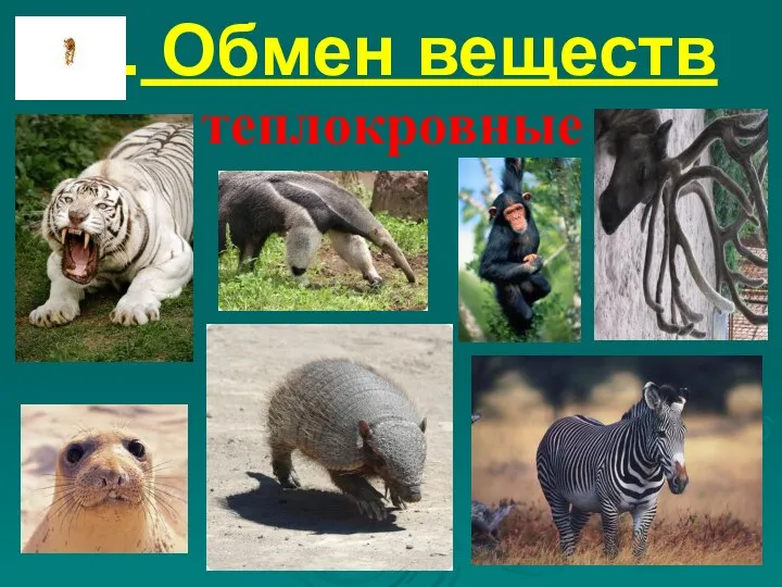 9. Обмен веществ теплокровные