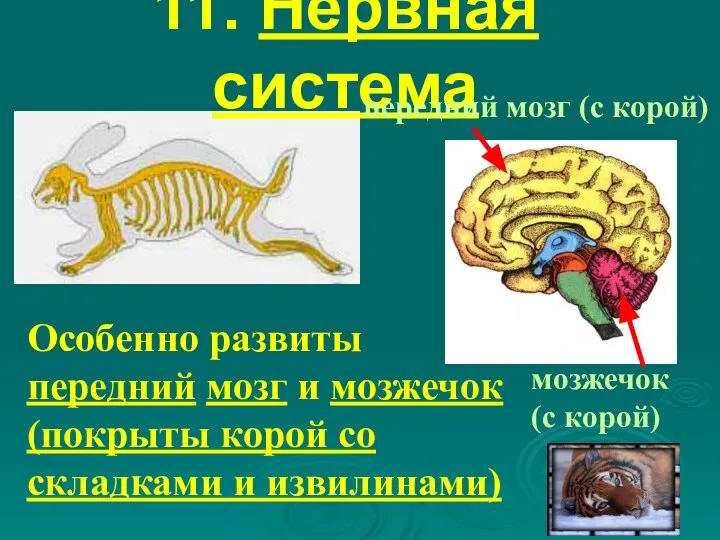 11. Нервная система Особенно развиты передний мозг и мозжечок (покрыты корой