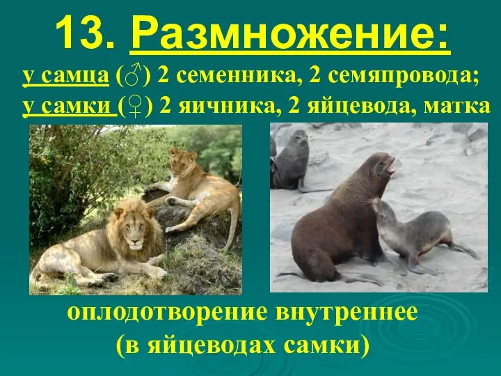 13. Размножение: оплодотворение внутреннее (в яйцеводах самки) у самца (♂) 2