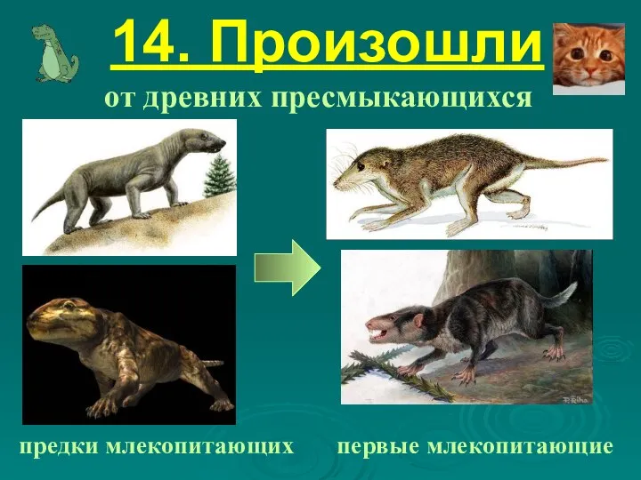 14. Произошли от древних пресмыкающихся предки млекопитающих первые млекопитающие