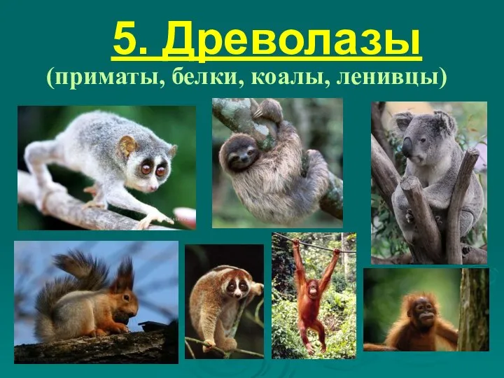 5. Древолазы (приматы, белки, коалы, ленивцы)